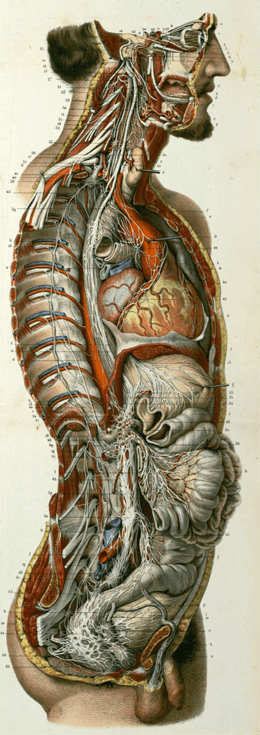 osteopathe orleans, étiopathe Orleans, phytothérapie orléans, etiopathe Orleans